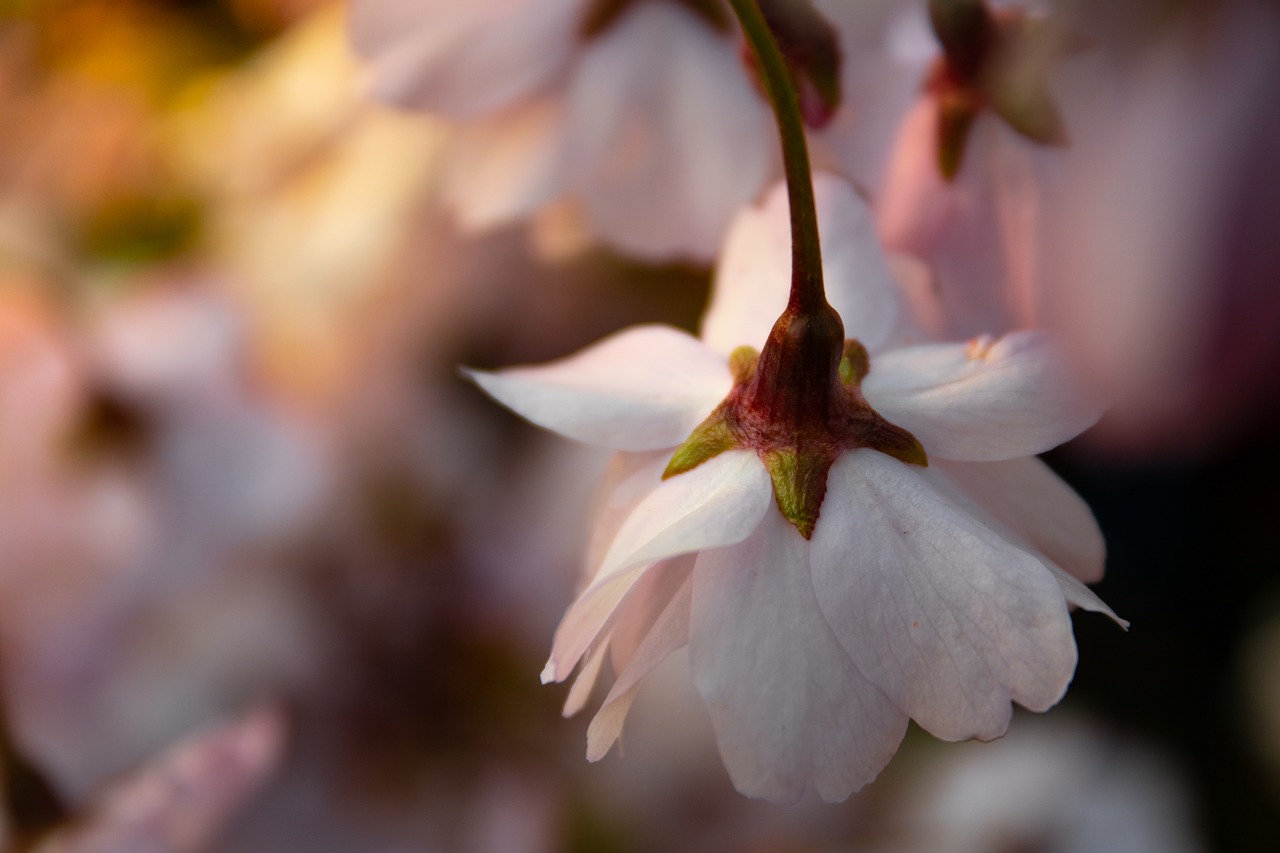 flower  summer  light free photo