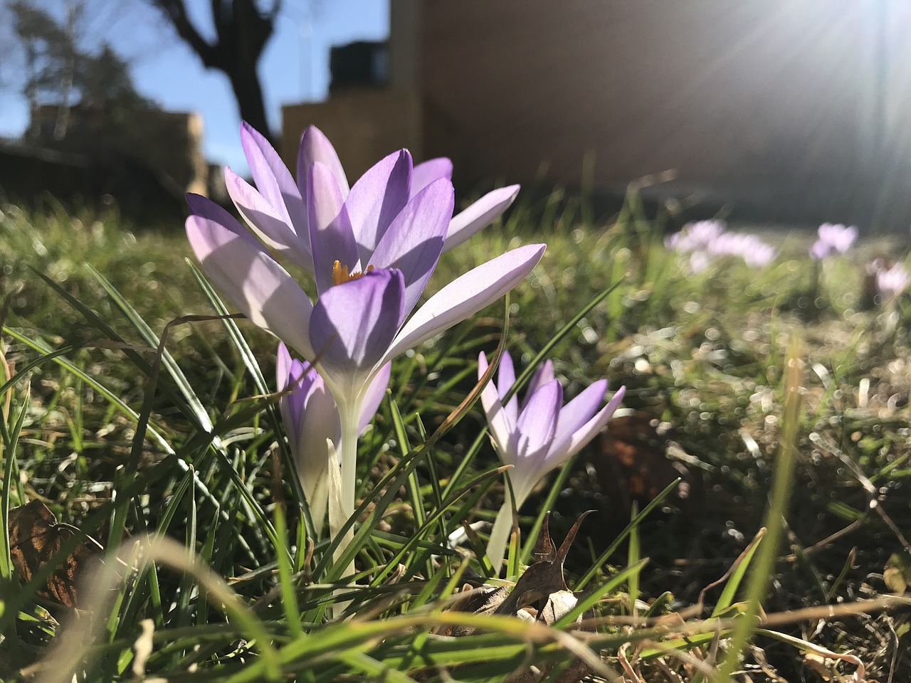 flower  spring  sunshine free photo