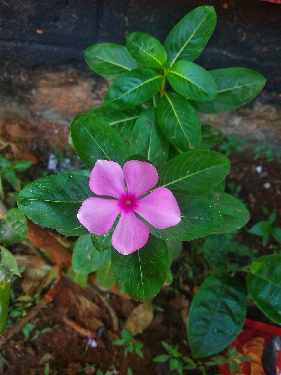 flower  beauty  green free photo