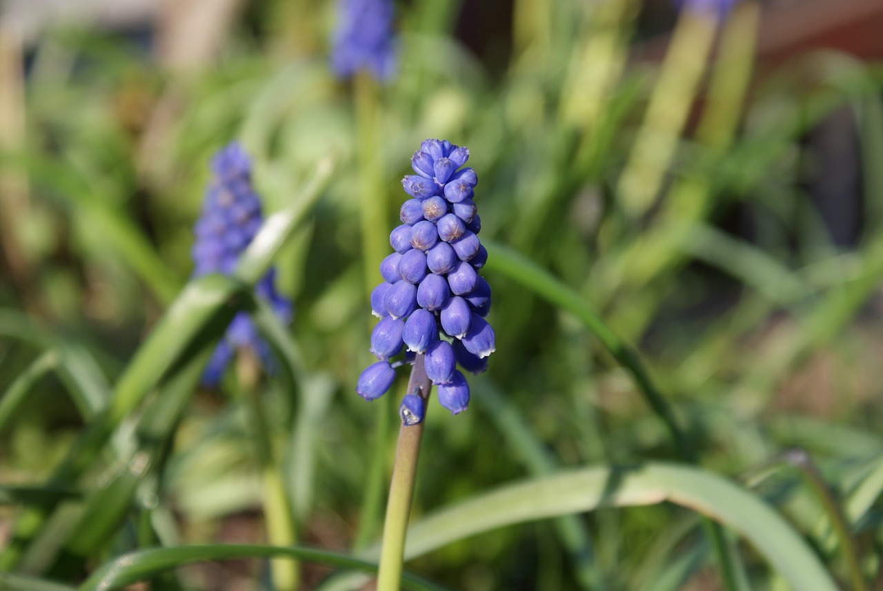 flower  blue  nature free photo