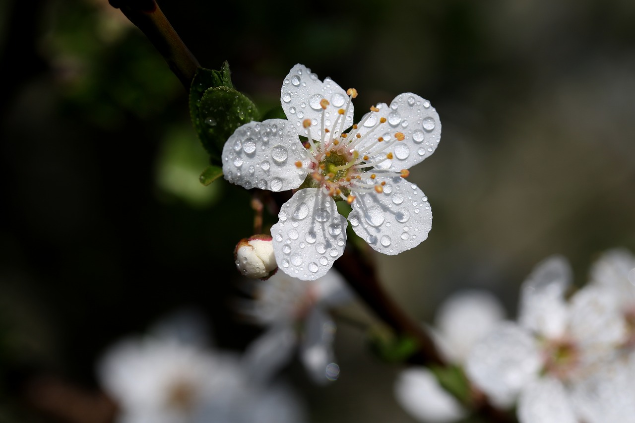 flower  white  casey free photo