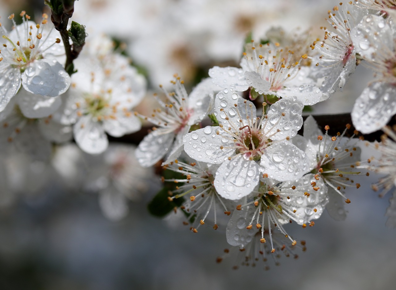 flower  white  casey free photo