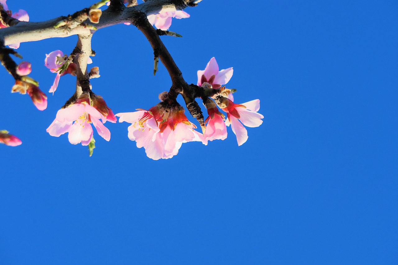 flower  tree  spring free photo