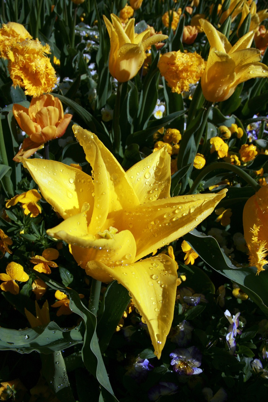 flower  yellow  nature free photo