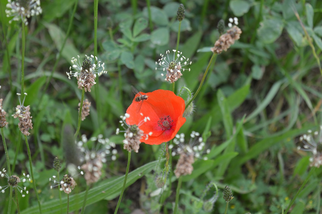 flower  nature  red free photo