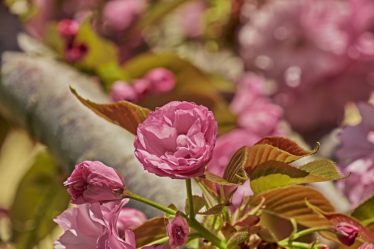 flower  cherry  spring free photo