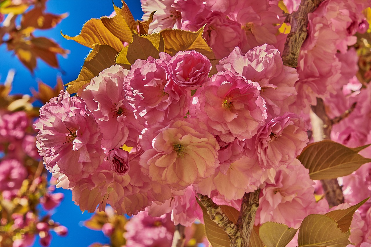 flower  cherry  spring free photo