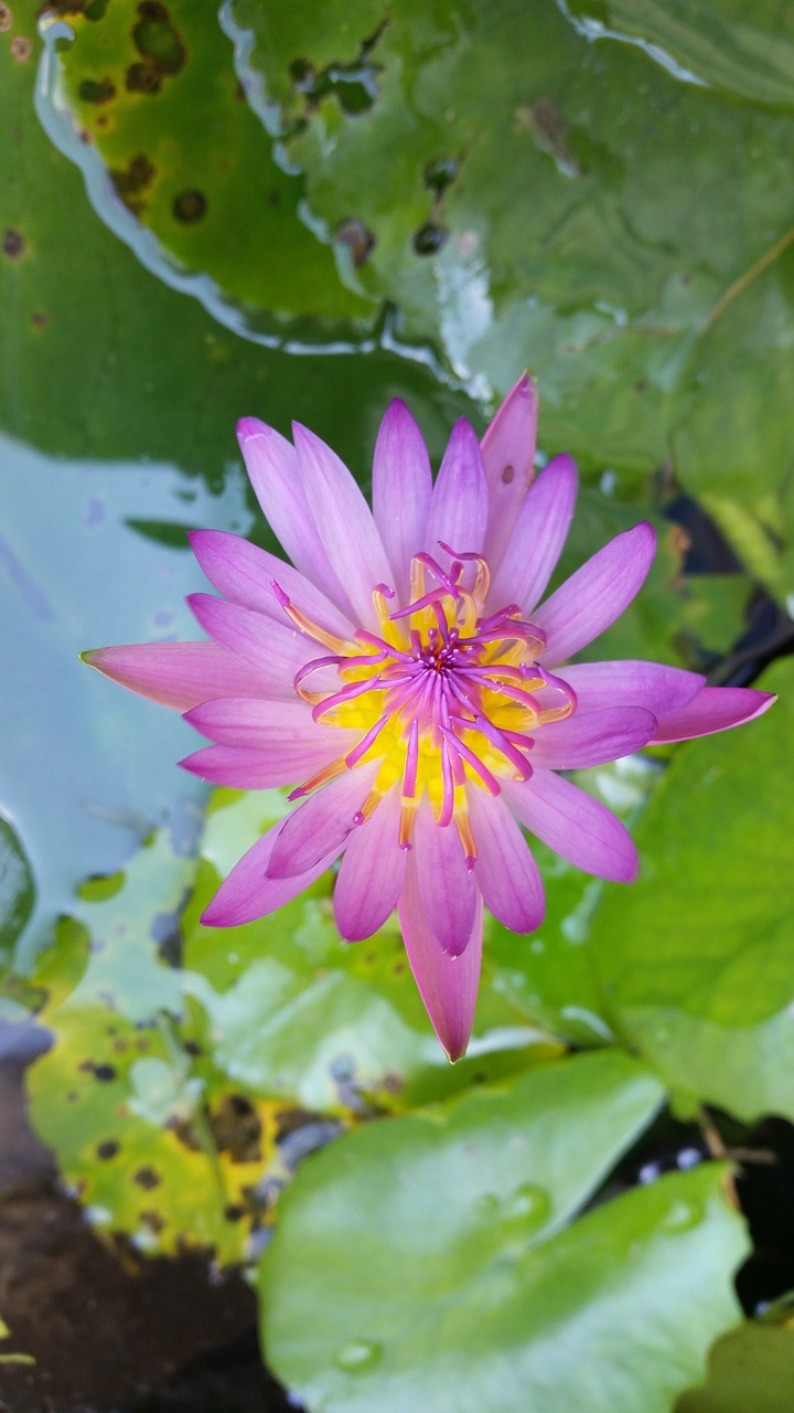 flower  lotus thai  lotus free photo