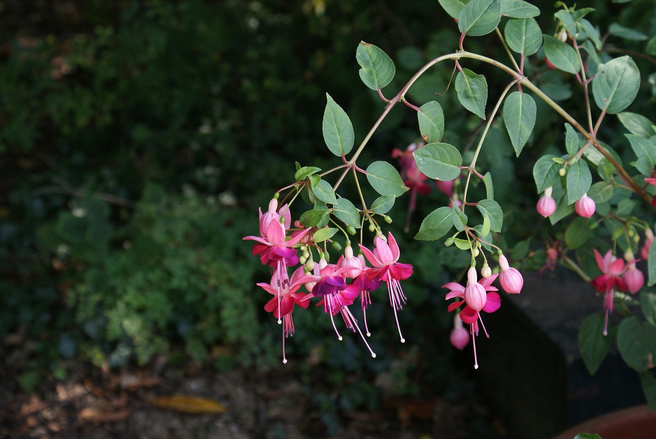 flower  plant  garden free photo