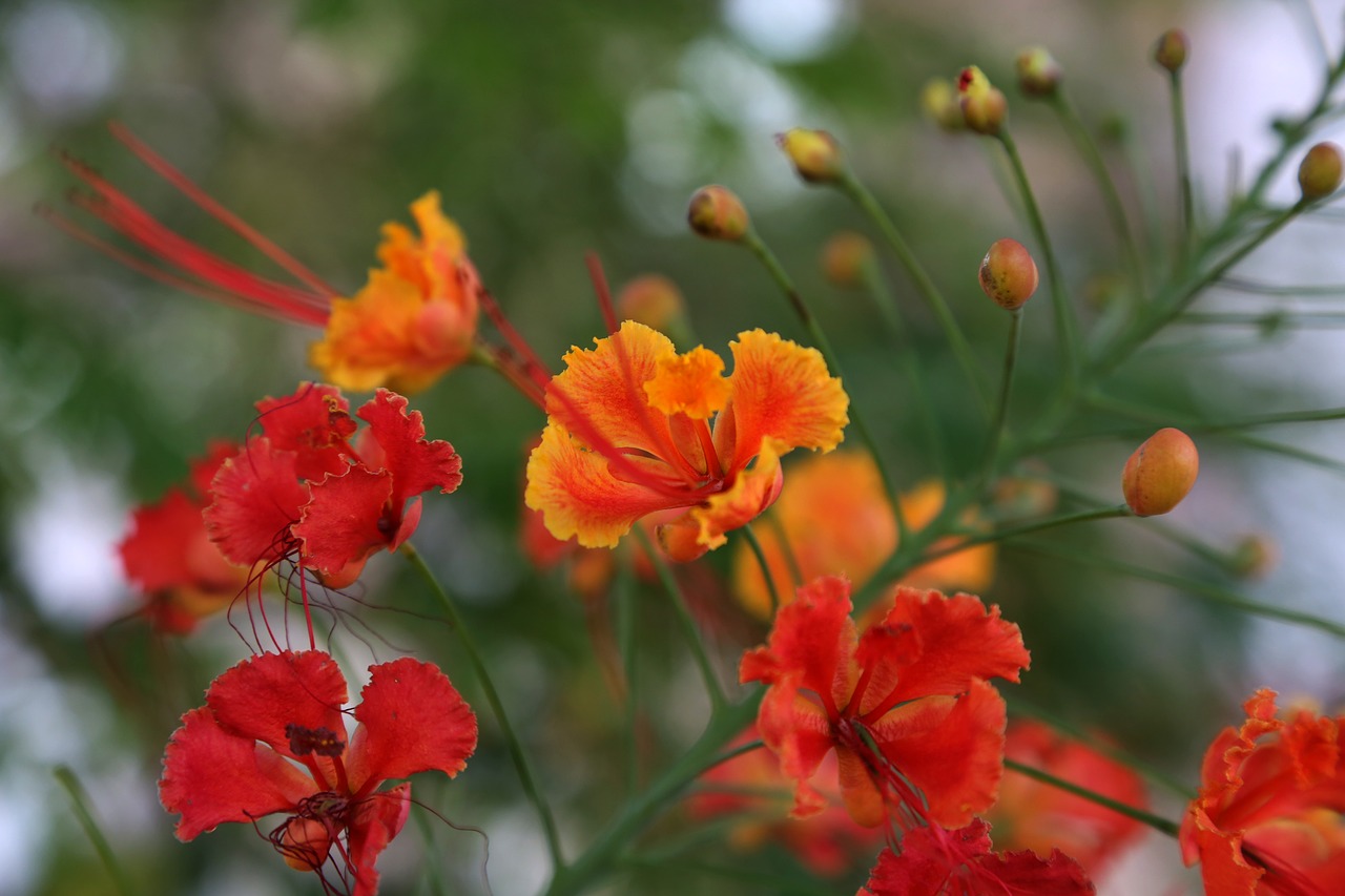 flower  nature  rosa free photo