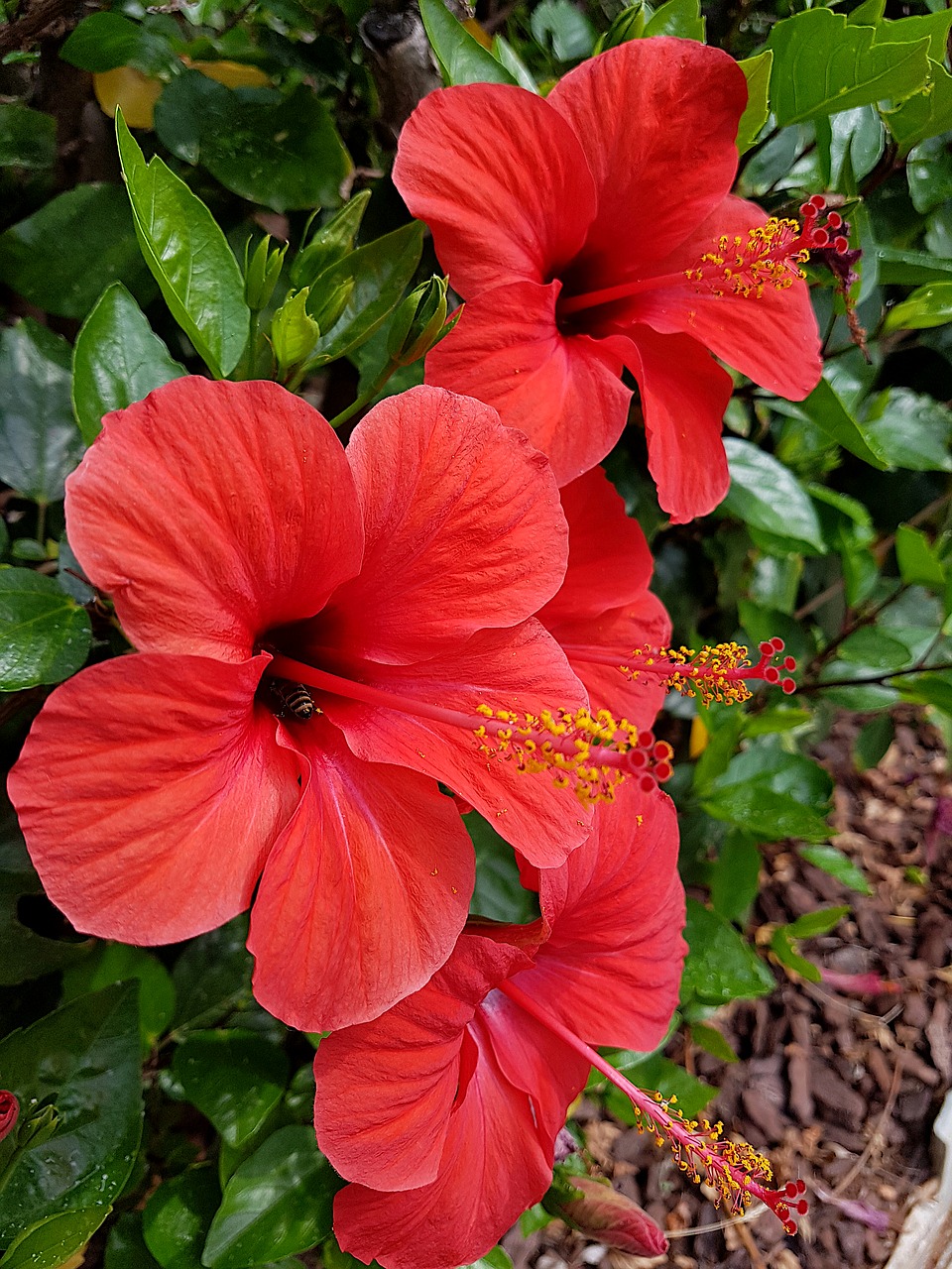 flower  red  plant free photo