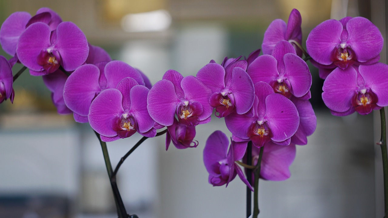 flower  orchid  purple free photo