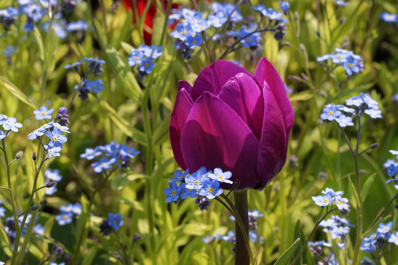 flower  flowers  tulip free photo
