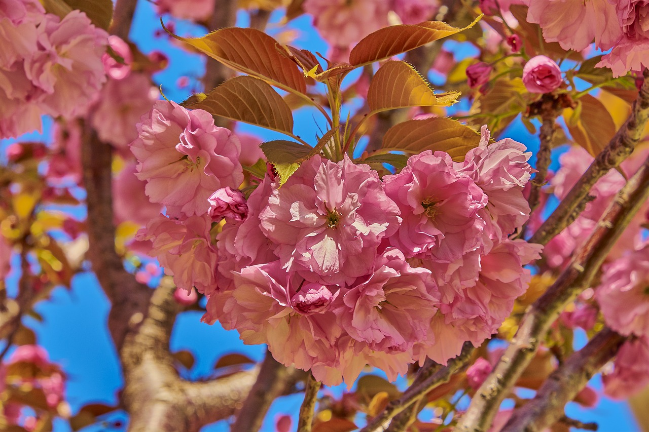 flower  cherry  tree free photo