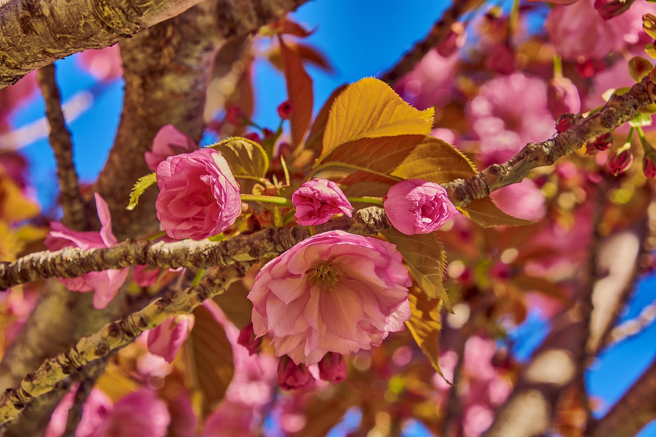 flower  cherry  tree free photo