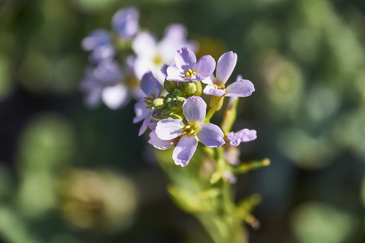 flower  garden  plant free photo