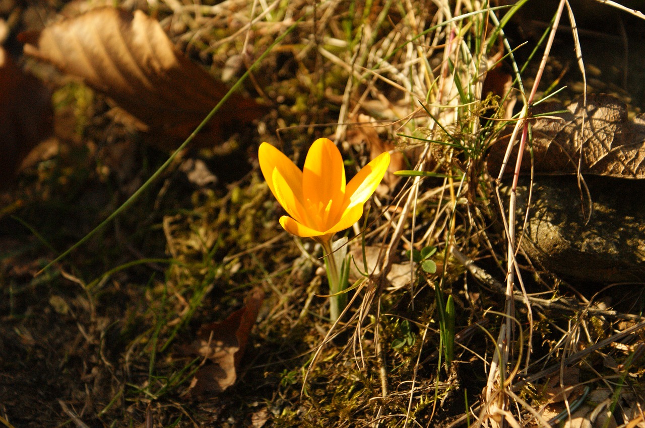 flower  natural  bloom free photo