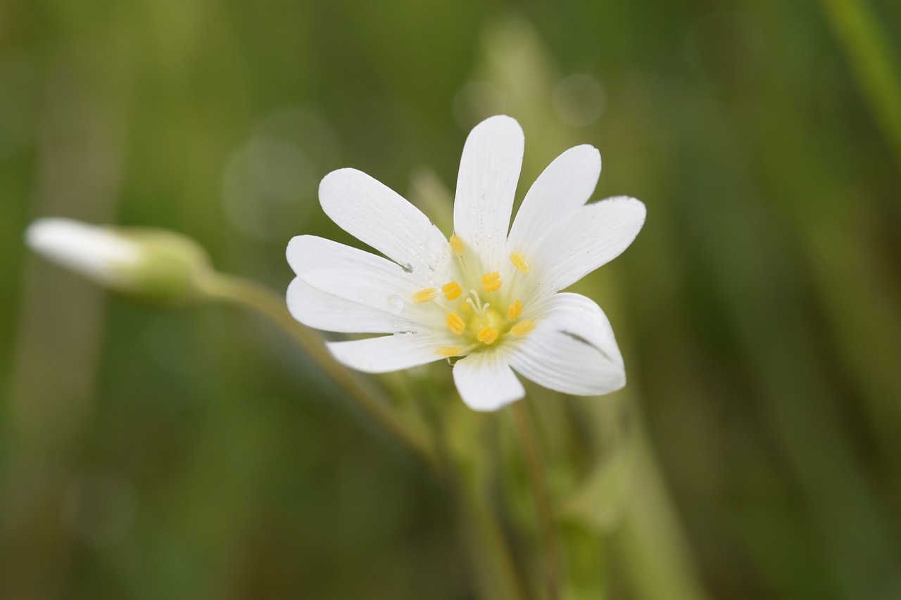 flower  white flower  white petals free photo