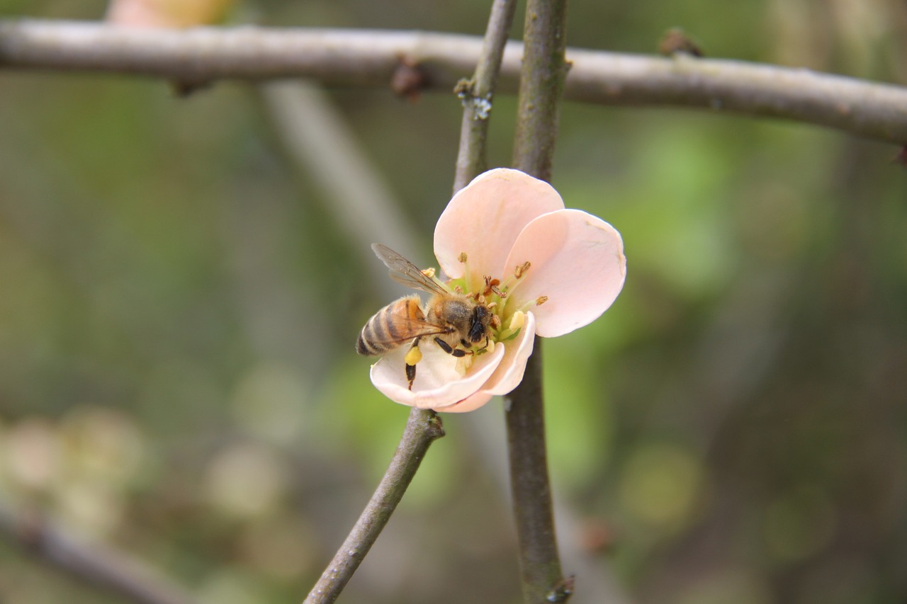 flower  bee  insects free photo