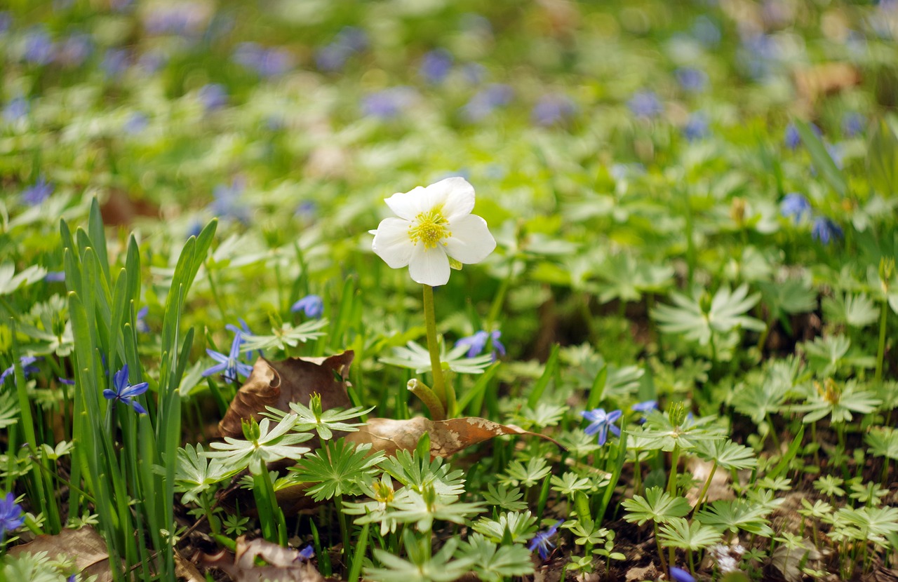 flower  blossom  white free photo