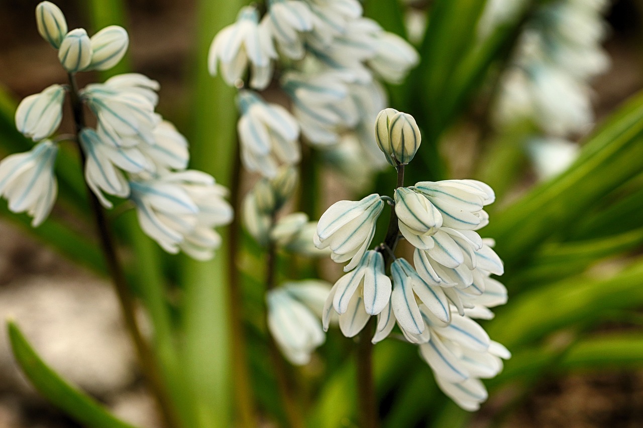 flower  white  plant free photo