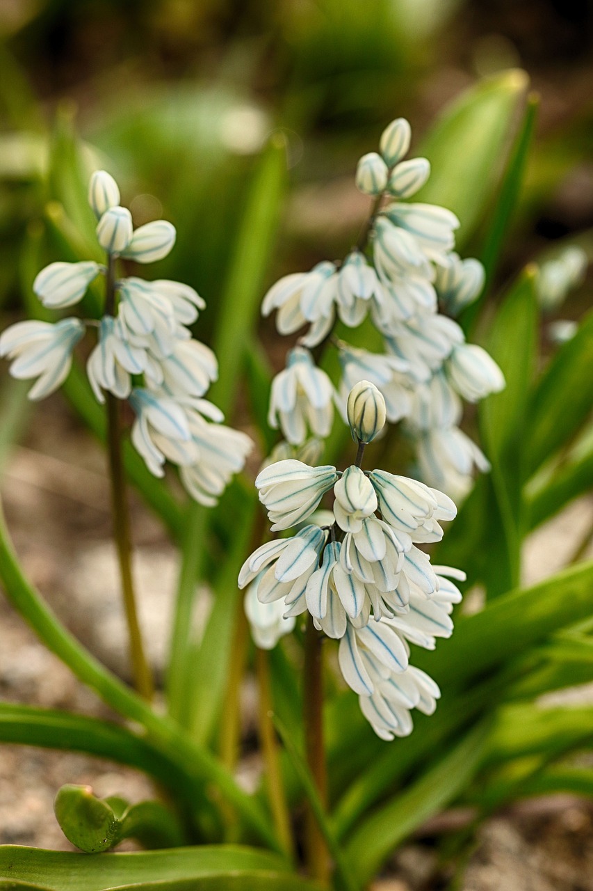 flower  white  plant free photo