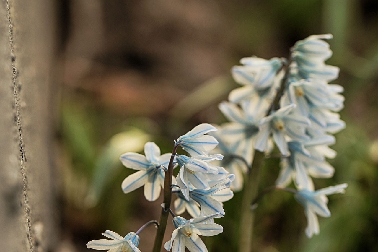 flower  white  plant free photo