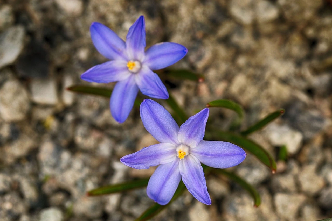 flower  blue  spring free photo