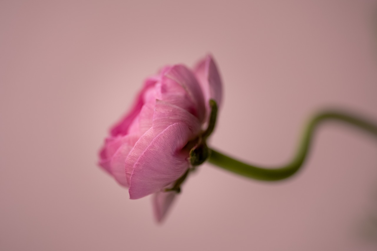 flower  pink  macro free photo
