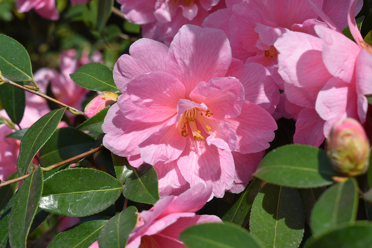 flower  pink  rose free photo