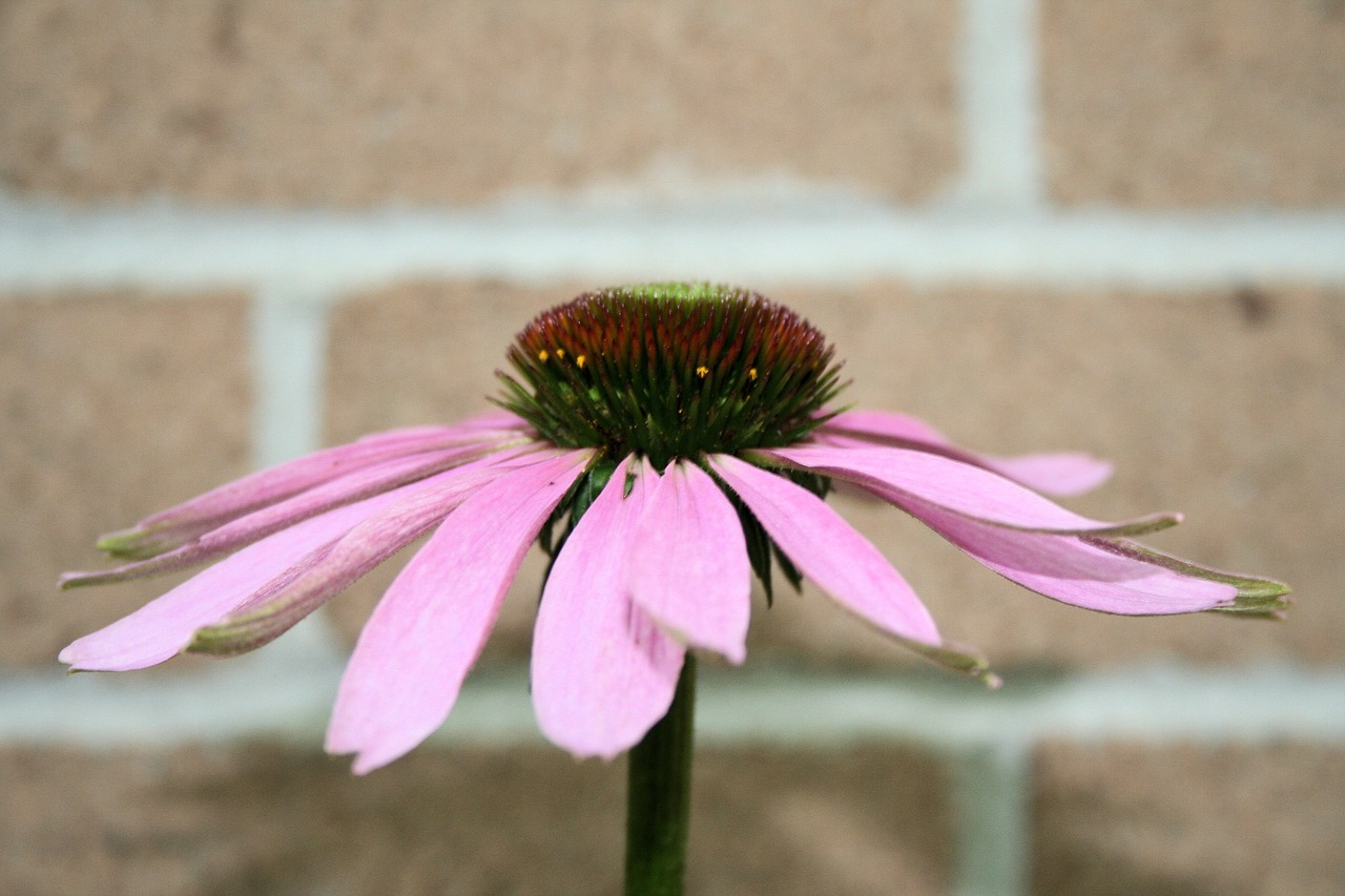 flower coneflower echinacea free photo