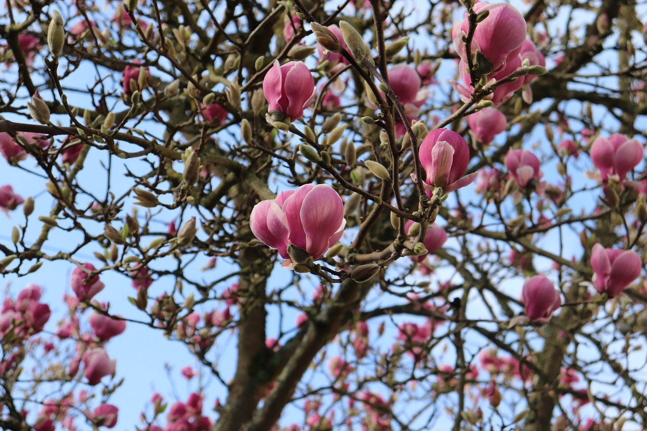 flower  spring  tree free photo