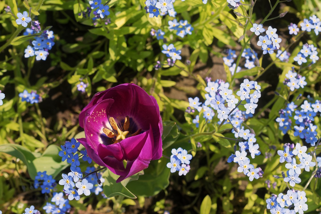 flower  flowers  tulip free photo