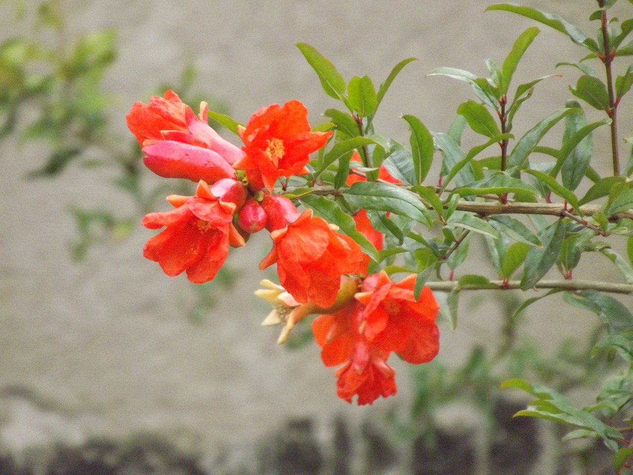 flower red pomegranate free photo