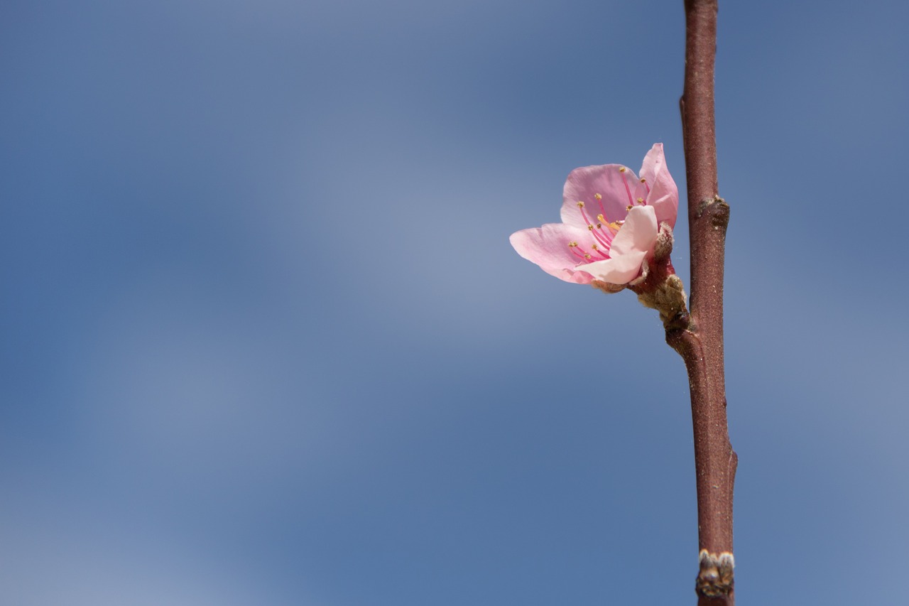 flower  pink  blue free photo