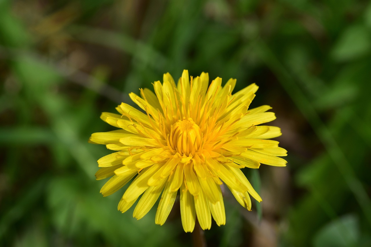 flower  dandelion  yellow flower free photo