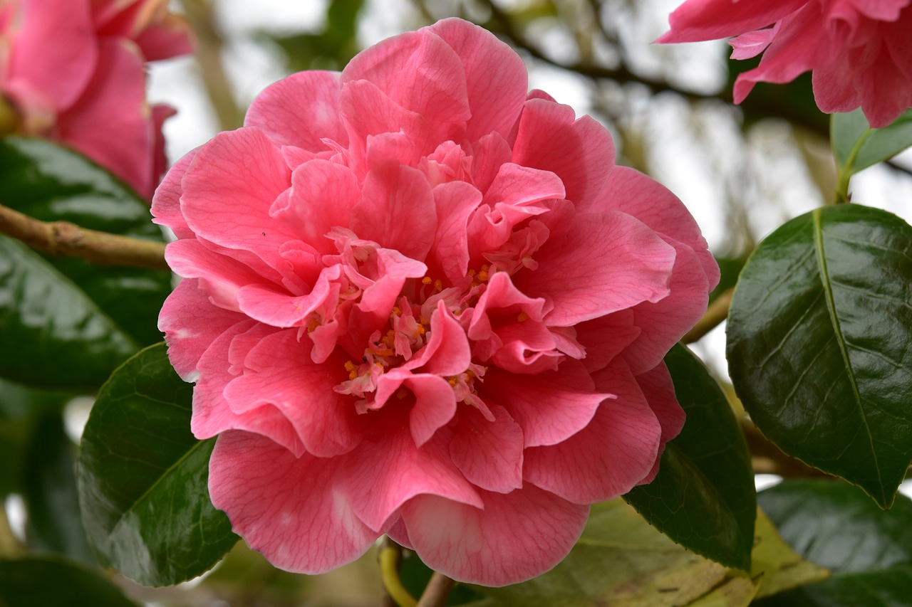 flower  flower of camellia  flower camellia rose free photo