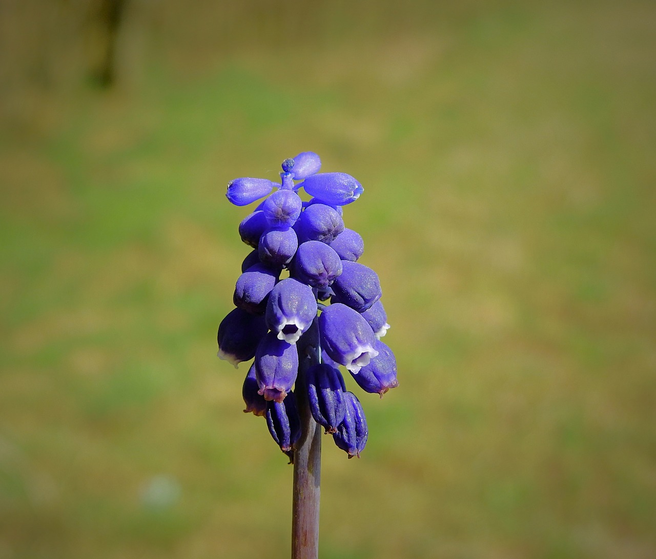 flower  flowering  spring free photo