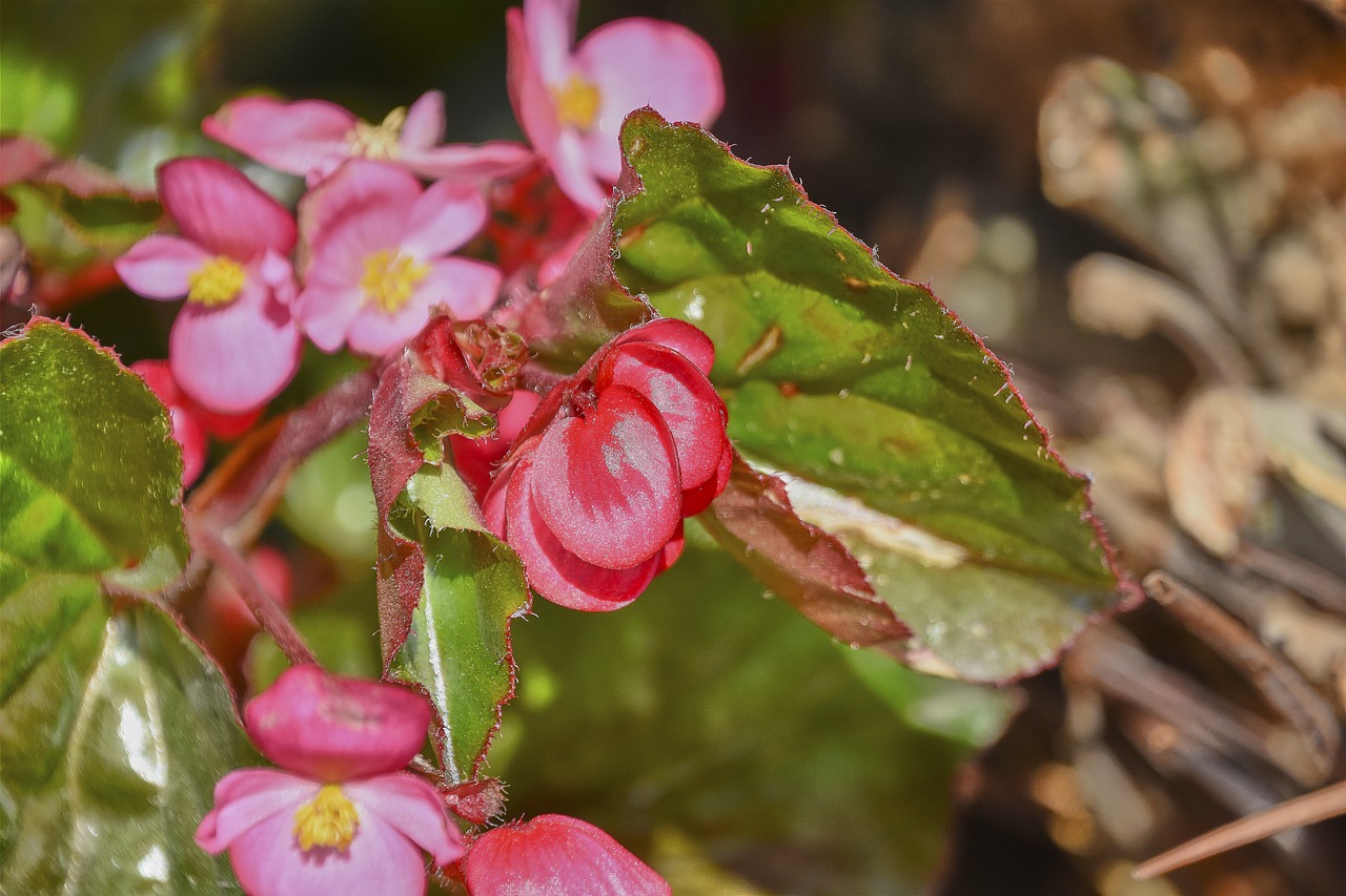 flower  rosa  branch free photo