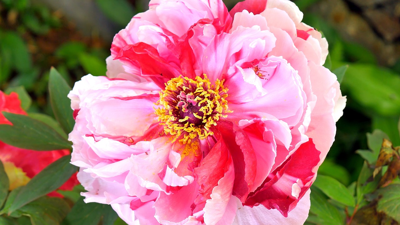 flower  peony  peonies free photo