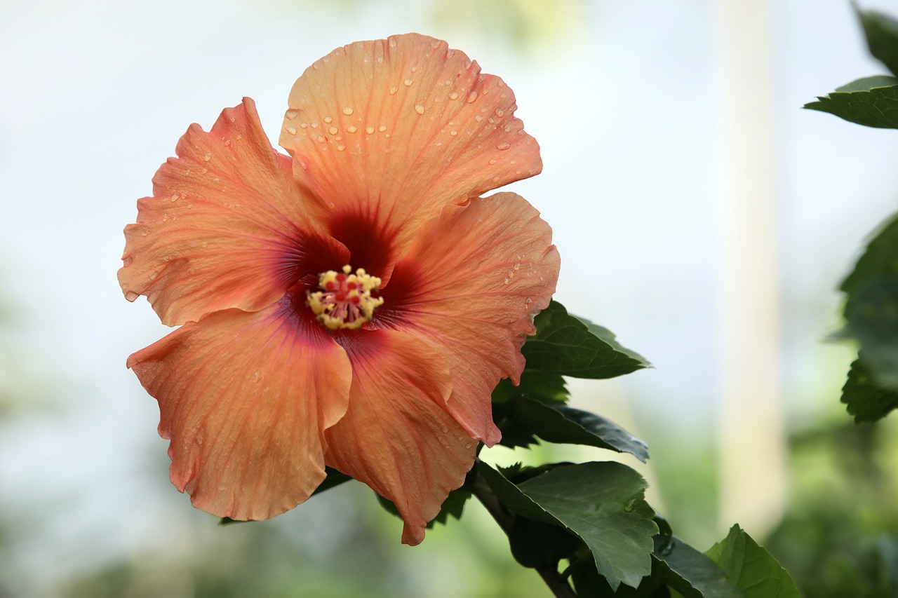 flower  hibiscus  orange free photo