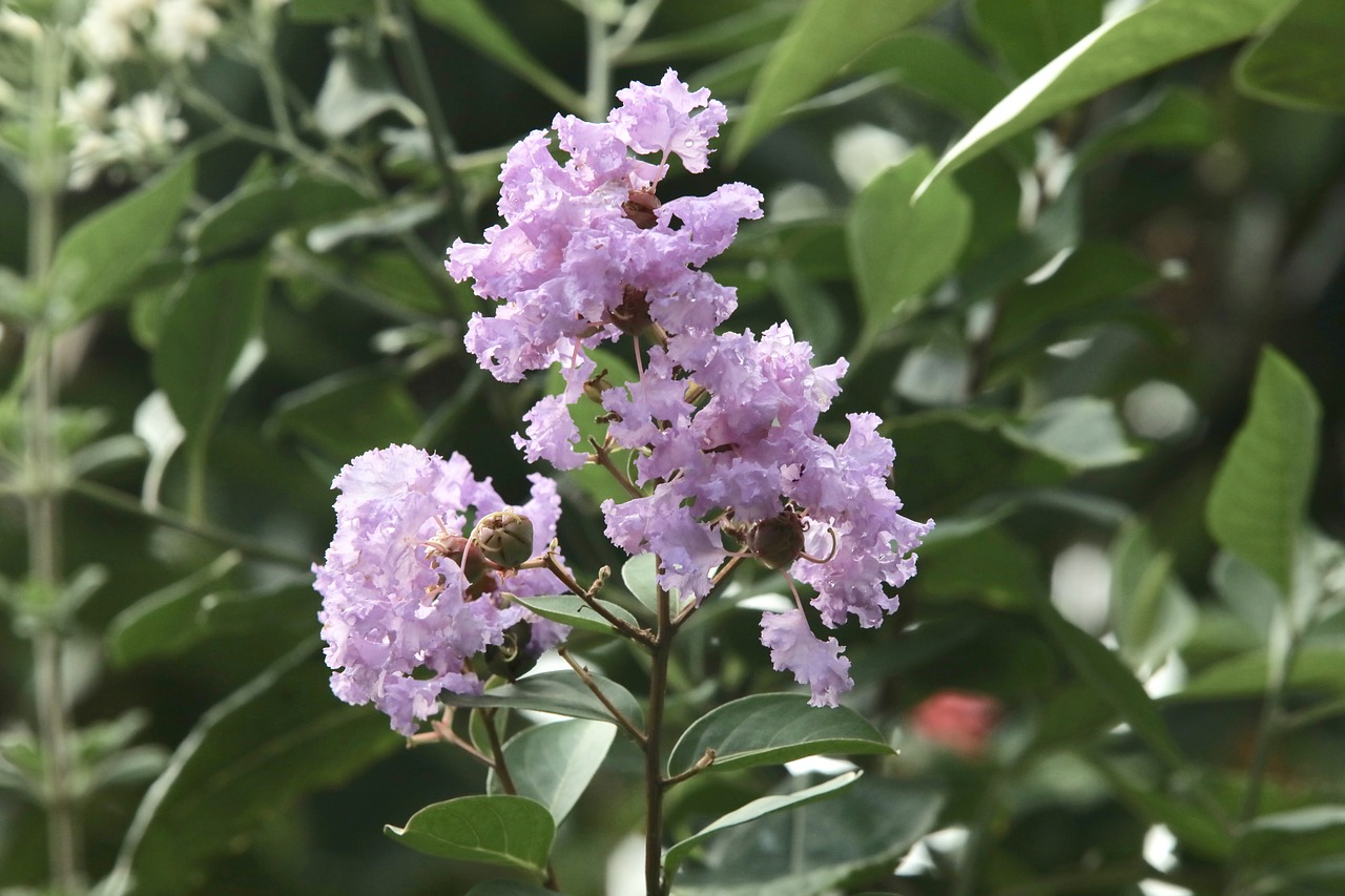 flower  nature  purple free photo