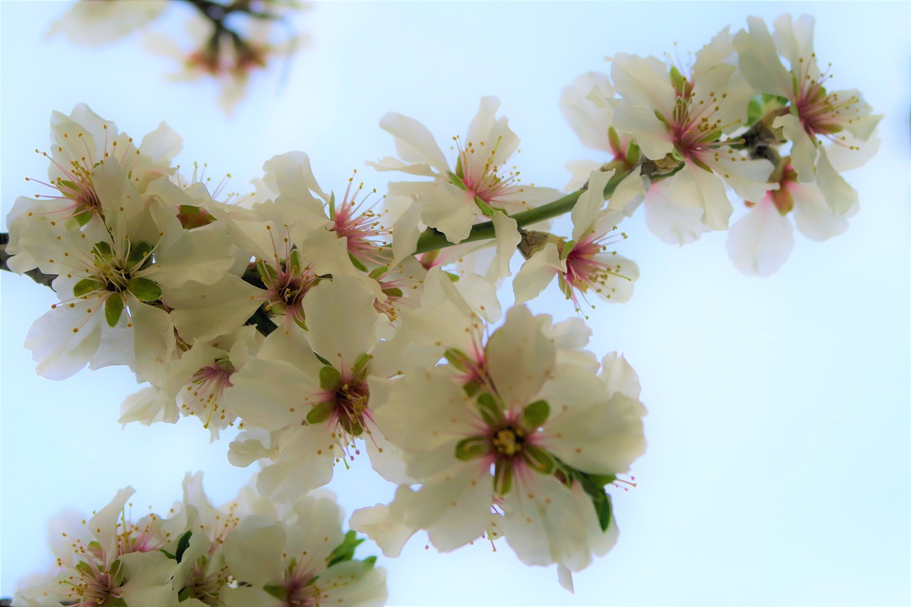 flower  tree  spring free photo