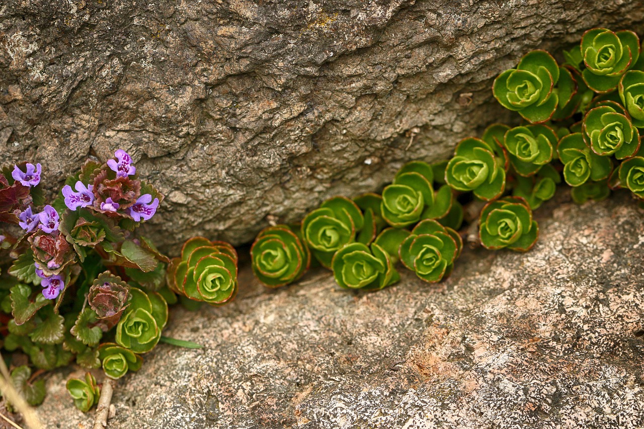 Rock flower. Круглое растение на скалах. Цветы камни яблоки стена фото.