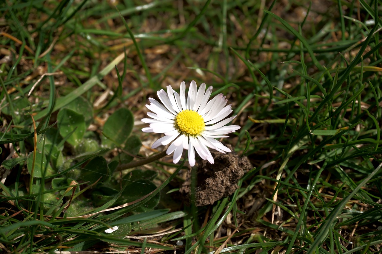 flower  daisy  meadow free photo