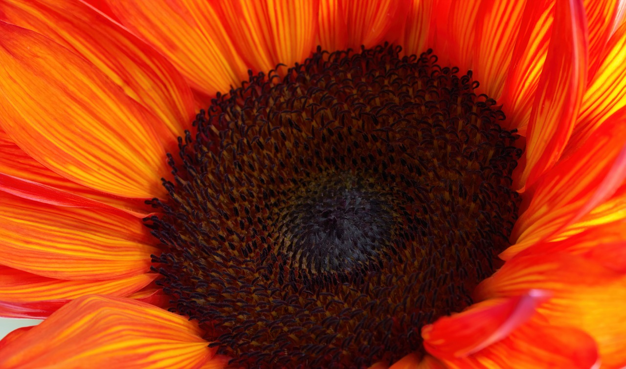 flower  sunflower  flora free photo