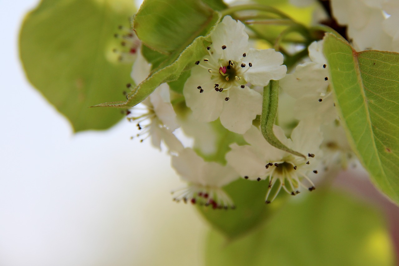 flower  blossom  bloom free photo