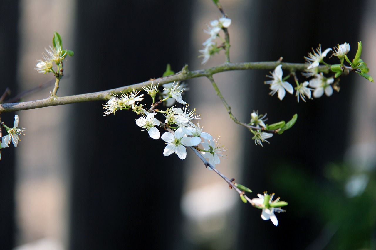 flower  plant  blossom free photo