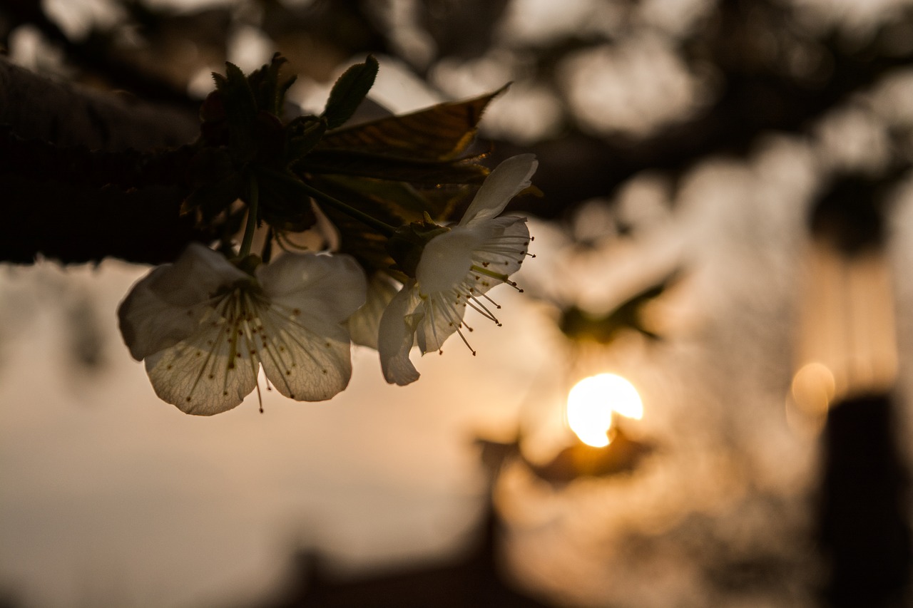 flower  cherry  sunset free photo