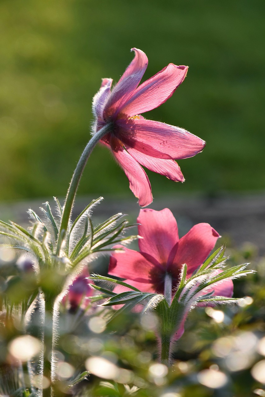 flower  blossom  bloom free photo